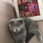 Tala Odeh - @tala.odeh.5437 - Instagram