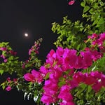 Tala odeh - @tala_mhammod - Instagram