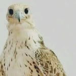 Talal Abdullah - @talal.abdullah.779 - Instagram