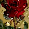Talal Awadh - @talalawadh - TikTok