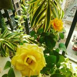 talat syed - @talat_jamal786 - Instagram