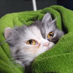 Talia Cabrera - @giulythepersian - Instagram