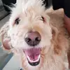 talia_collins - @tali_coll - TikTok