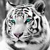 Dalia Nir - Facebook