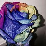 Talitha_wrights - @talitha_wrights - Instagram