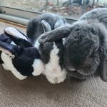 Bertie & Tallulah Lyons - @thelyonsbunnies - Instagram