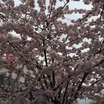 Tam Phung - @tamphung3464 - Instagram