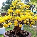 Tam Tieu - @tieu7200 - Instagram