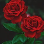 Tamanna Hoque - @its_me_tamanna_hoque - Instagram