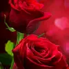TAMANNA HOQUE💞💞 - @tamanna.hoque282 - TikTok