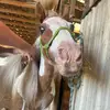 tamarahilliardhor - @tamarahilliardhor - TikTok