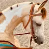 Tam_loves_horses 🇦🇺 - @tamarastone15 - TikTok