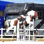 Tamar•Williams - @tpw_showjumping - Instagram