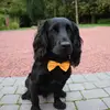 tamara.adcock00 - @moss_thecocker - TikTok
