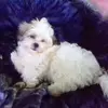 Tamara Ballard - @tamara.ballard - TikTok