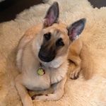 Tamara Barker - @my_dawg_murphy - Instagram