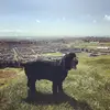 tamara bartlett - @tamarabartlett - TikTok