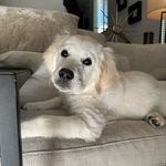 Tamara Beard - @ohcaptainmygoldencaptain - Instagram