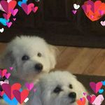 Tamara Beaver - @tammybeaver72 - Instagram