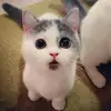 Tamara_allysa - @begleytamara - TikTok