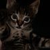 Tamara Belle - Facebook