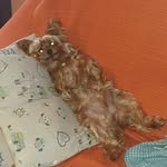 Tamara Bellè - @tamarabelle50 - Instagram