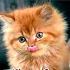 user6536124702714 - @tamarabest10 - TikTok
