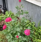 Tammy Blackmore - Facebook