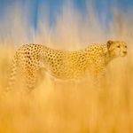Tamara Bouchard - @cheetah__sun - Instagram