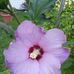 Tammy Bouchard - Facebook