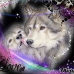 Tamara Brannon - @wolveslover1 - Instagram