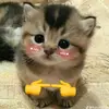 Tamarabrilly - @tamarabrilly2 - TikTok