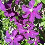 Tamara Chappell - Facebook