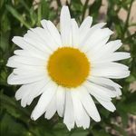 Tamara Taylor Coyne - @our_little_house314 - Instagram
