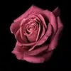 Tamara.Deleon - @tabitggvjoy - TikTok