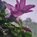 Tamara Hankey DeLong - @delongtamara - Instagram