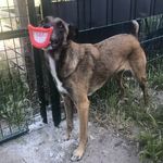 Tamara Fleming - @urlaubsbetreuunghund - Instagram