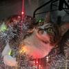 tamara.forrest06 - @tamara.forrest06 - TikTok