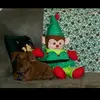 Tamarafranks - @tfranks742 - TikTok