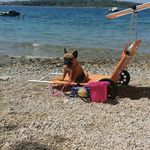 tamara_french_bulldog - @tamara_french_bulldog - Instagram