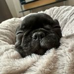 Toma🍒 - @tamara_frenchbulldog - Instagram