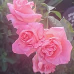 Tamara Gates - Facebook