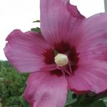 Tamara German - @tamaragerman8 - Instagram