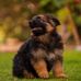 Tamara Miller's German Shepherd puppies for sale - Facebook