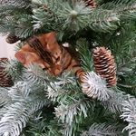Tamara Cherkasova - @tamara_golden_freesia - Instagram