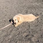 Tamara Golden Puppy - @puppy_tamara - Instagram