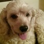 Tamara Gorman - @tamara.gorman.144 - Instagram