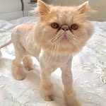 Tamara Groomer Tamara - @tamara_groomer - Instagram