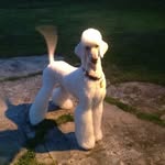 Tamara - @tamara_groomerofdogs - Instagram