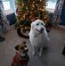 Tamara Haas - Facebook